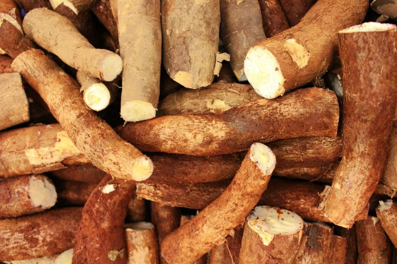 Imagem de raízes de mandioca