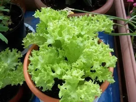 Alface Crespa