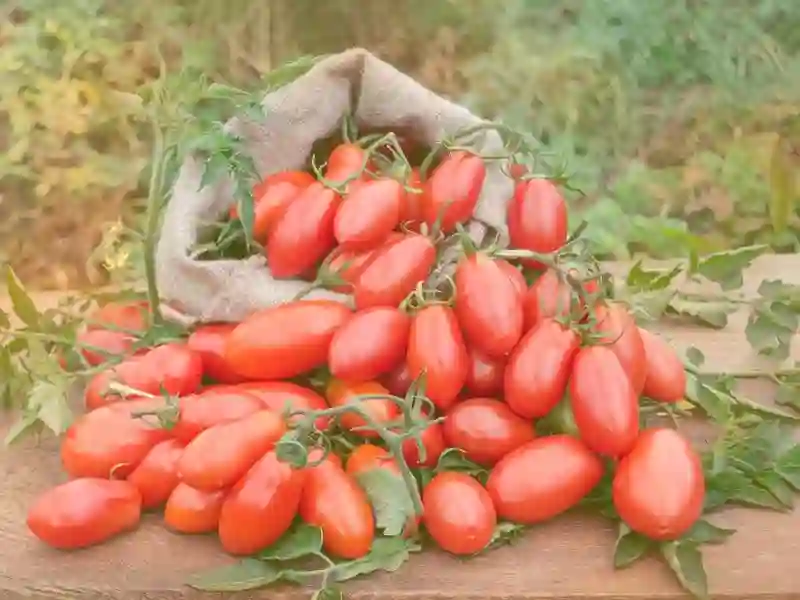 Tomate Rasteiro