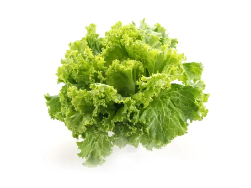 Cultivo de Alface