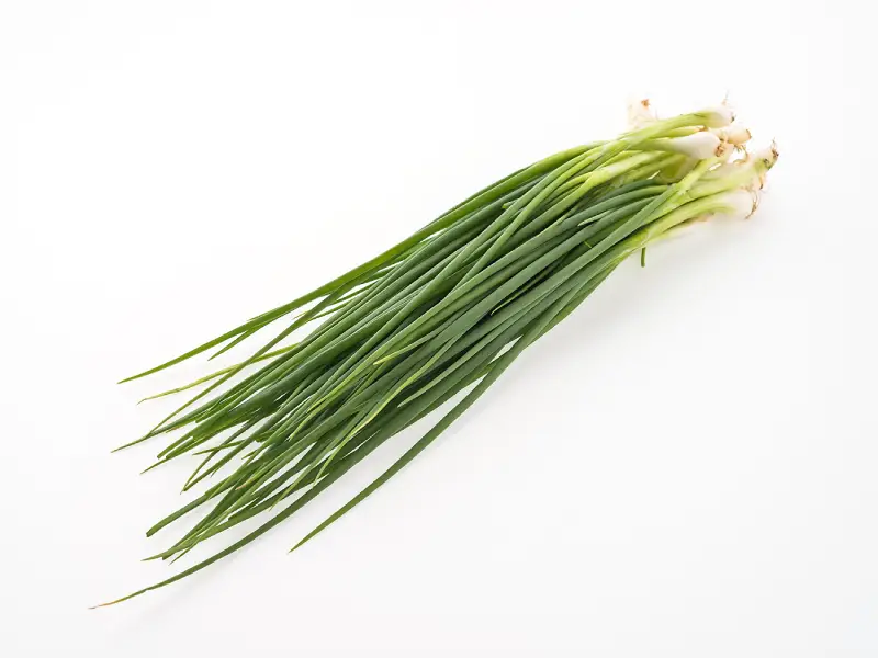 Cultivo de Cebolinha