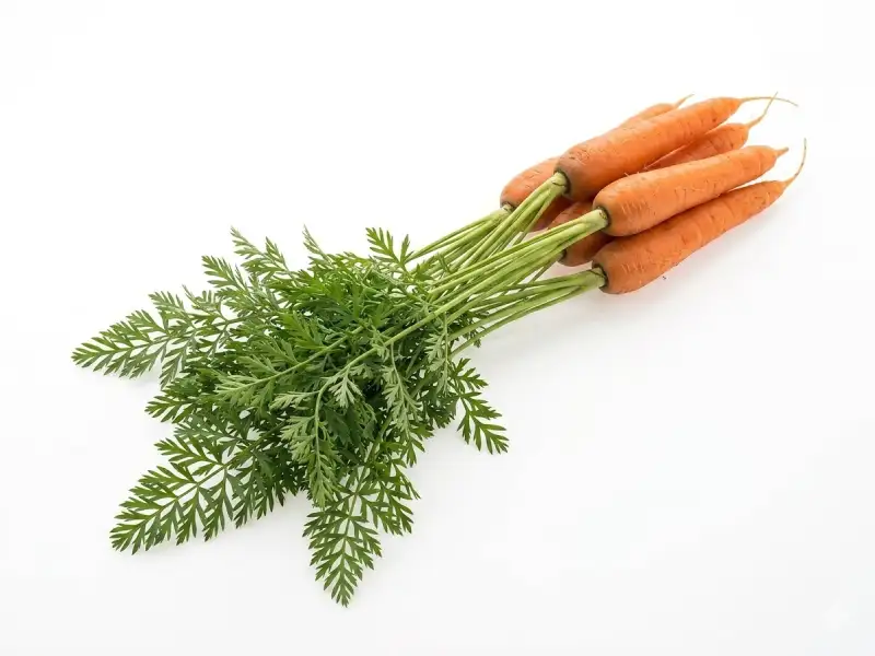 Cultivo de Cenoura