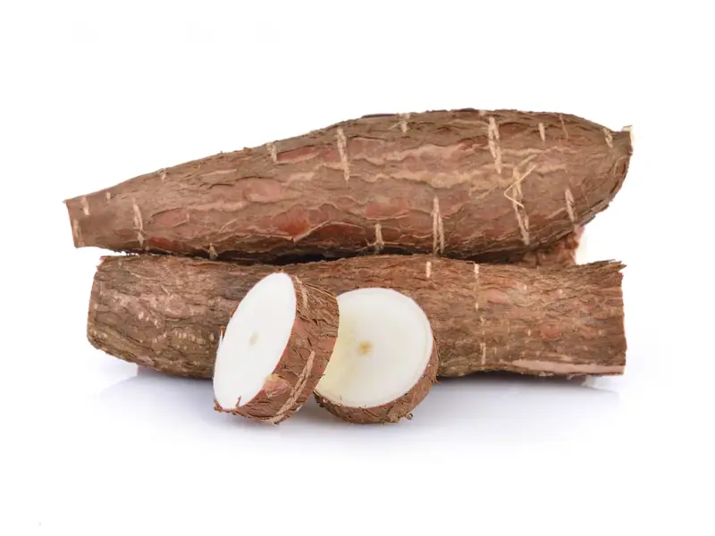 Cultivo de Mandioca