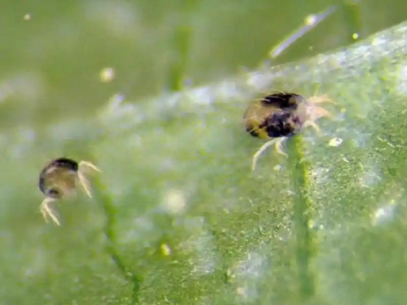 Capim-amargoso (Digitaria insularis)