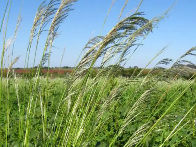 Capim-amargoso (Digitaria insularis)