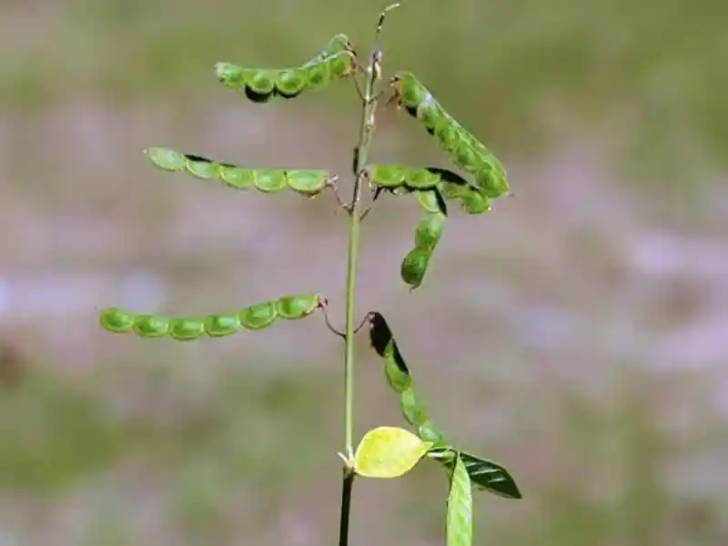 Capim-amargoso (Digitaria insularis)