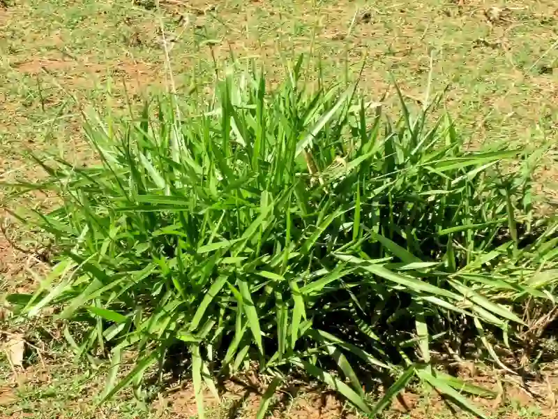 Capim-amargoso (Digitaria insularis)