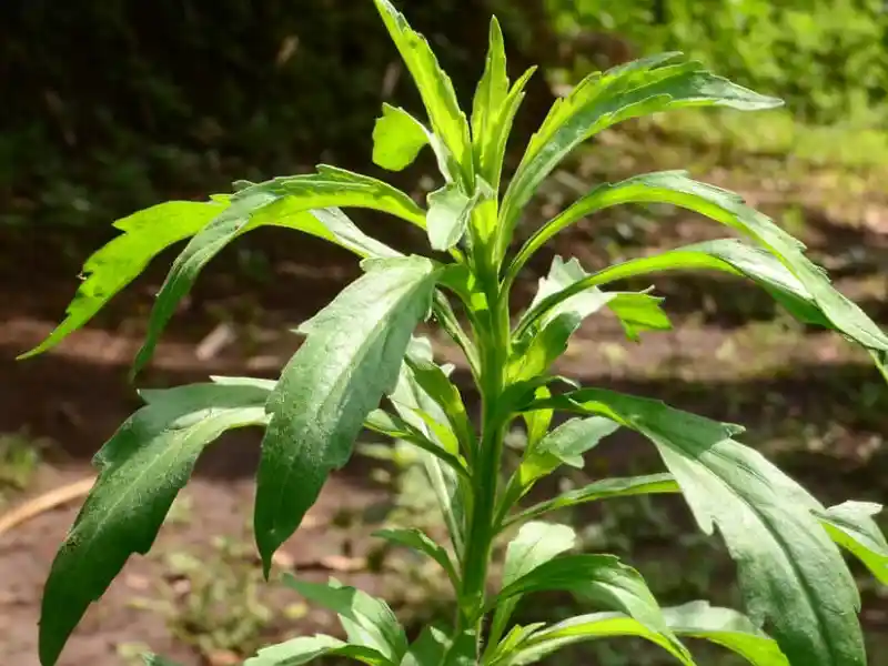 Capim-amargoso (Digitaria insularis)