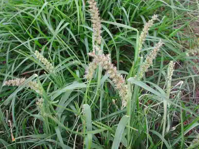 Capim-amargoso (Digitaria insularis)