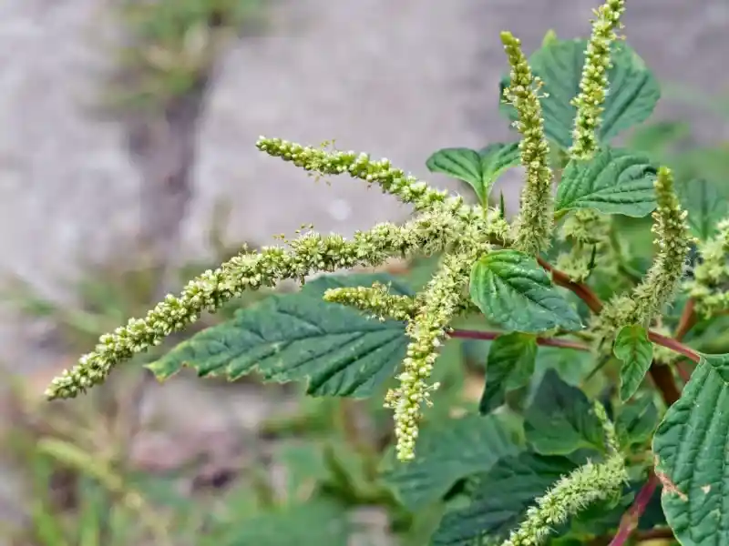 Capim-amargoso (Digitaria insularis)