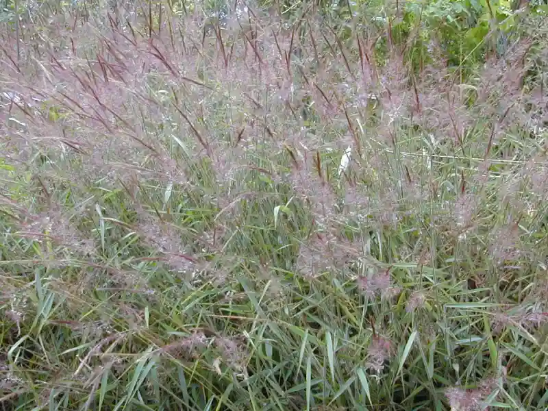 Capim-amargoso (Digitaria insularis)