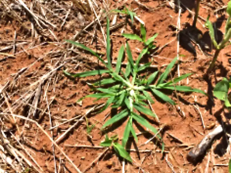 Capim-amargoso (Digitaria insularis)