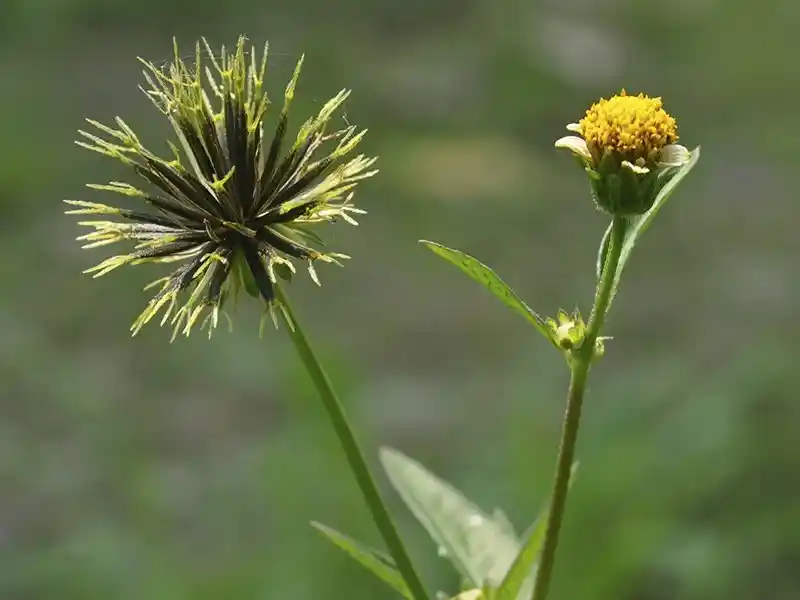 Capim-amargoso (Digitaria insularis)