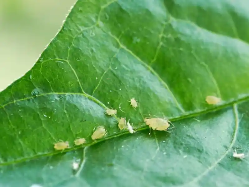 Capim-amargoso (Digitaria insularis)