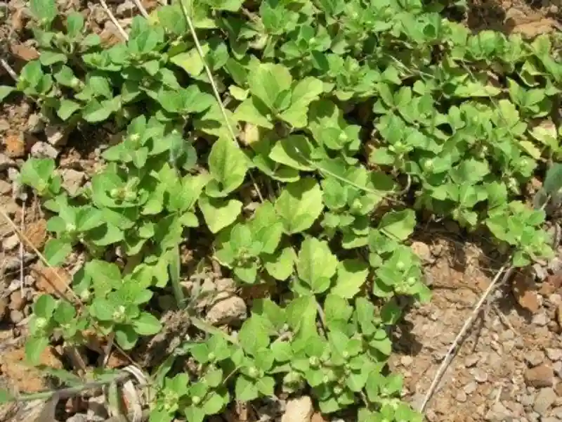 Capim-amargoso (Digitaria insularis)